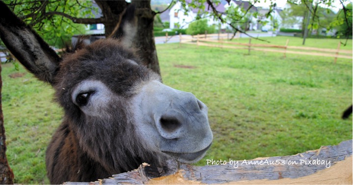 Don’t Beat Your&nbsp;Donkey